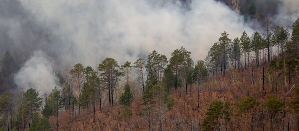 Лесной пожар - 俄罗斯卫星通讯社