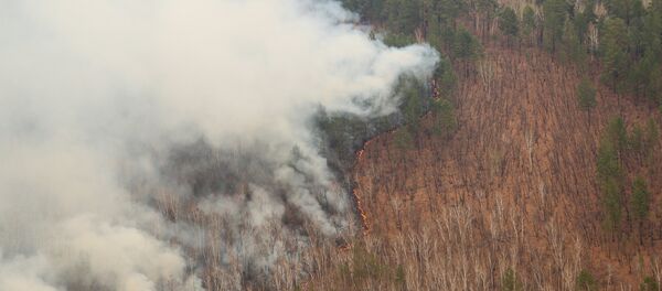 生态学家：西伯利亚林火高峰期已经过去 - 俄罗斯卫星通讯社