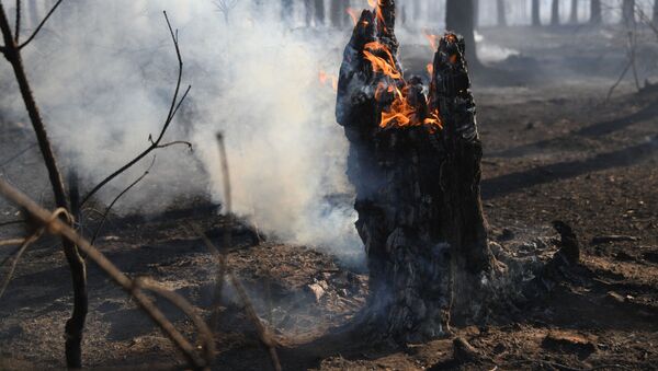 Лесной пожар у поселка Маккавеево Забайкальского края - 俄罗斯卫星通讯社