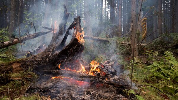 森林火災 - 俄羅斯衛星通訊社