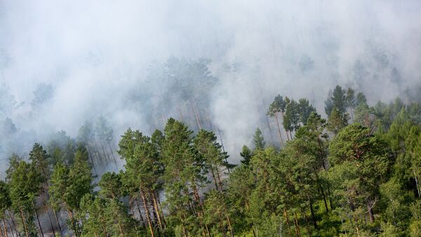 Лесные пожары - 俄羅斯衛星通訊社