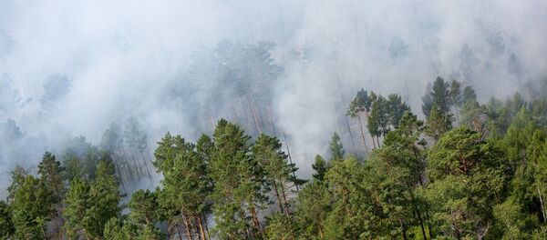 Лесные пожары - 俄羅斯衛星通訊社