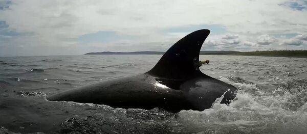Косатка, выпущенная из китовой тюрьмы  - 俄羅斯衛星通訊社