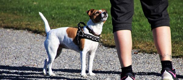 英國一男子遛狗時發現侏羅紀時期的魚龍化石 英國一男子遛狗時發現侏羅紀時期的魚龍化石 - 俄羅斯衛星通訊社