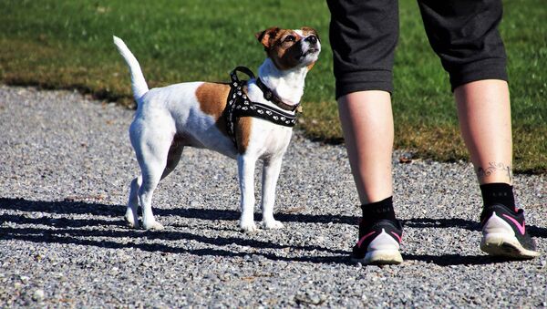 Собака с хозяйкой во время выгула  - 俄罗斯卫星通讯社