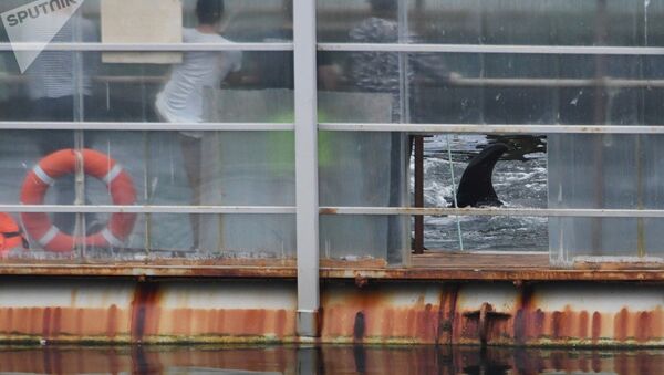 “鲸鱼监狱”19头白鲸在俄滨海边疆区被放生 - 俄罗斯卫星通讯社
