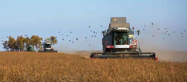 7月份中国市场俄大豆进口量同比增长5倍以上 - 俄罗斯卫星通讯社