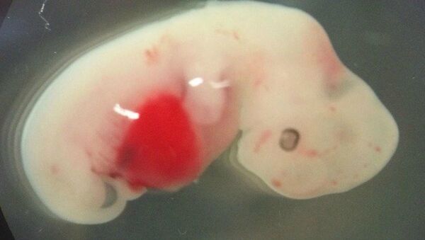 日本政府批准有争议的人兽杂交胚胎计划 - 俄罗斯卫星通讯社