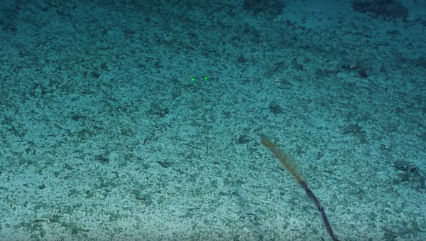 太平洋海底极罕见物体首次被视频拍到 - 俄罗斯卫星通讯社