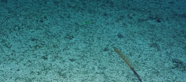 太平洋海底極罕見物體首次被視頻拍到 - 俄羅斯衛星通訊社