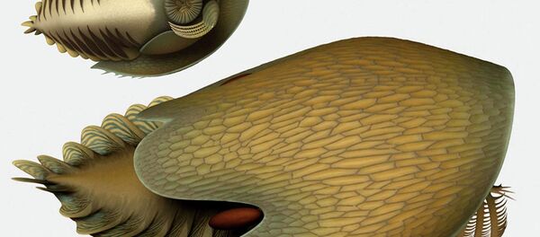 古生物學家在加拿大再次發現史前“克蘇魯”遺骸 古生物學家在加拿大再次發現史前“克蘇魯”遺骸 - 俄羅斯衛星通訊社