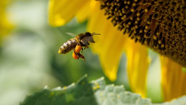 Пчела на цветке подсолнечника в Краснодарском крае - 俄罗斯卫星通讯社