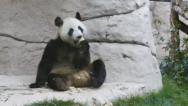 莫斯科動物園大熊貓 - 俄羅斯衛星通訊社