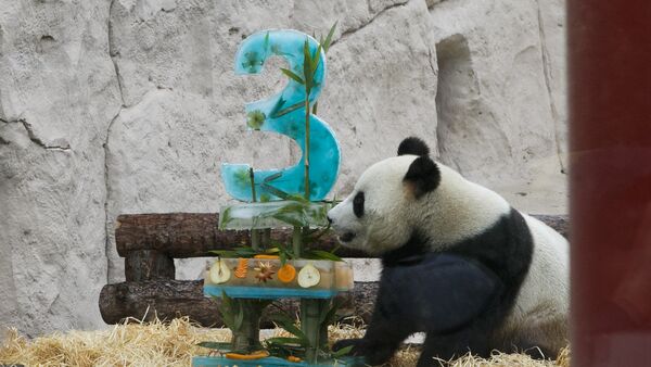 雄性大熊貓“如意” 2016年7月31日出生於中國大熊貓保護研究中心雅安碧峰峽基地 - 俄羅斯衛星通訊社