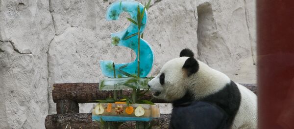 雄性大熊猫“如意” 2016年7月31日出生于中国大熊猫保护研究中心雅安碧峰峡基地 - 俄罗斯卫星通讯社