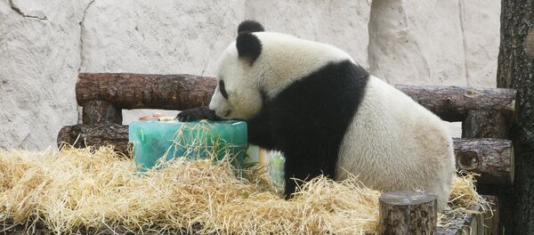 大熊猫如意 - 俄罗斯卫星通讯社