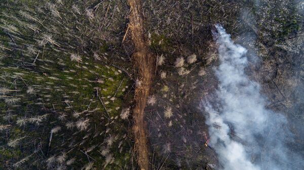 俄森林消防部門一天撲滅114處森林火災 - 俄羅斯衛星通訊社