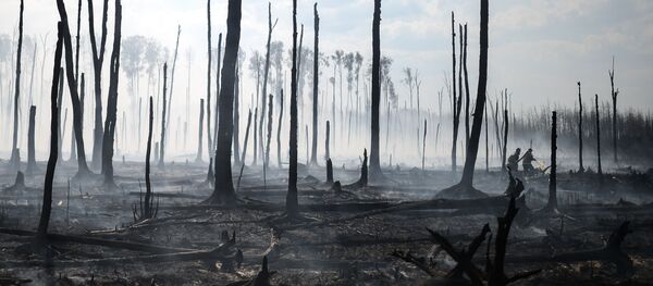 Сотрудники пожарной охраны МЧС России работают на месте лесных пожаров в районе поселка Старое Мелково Конаковского района Тверской области - 俄罗斯卫星通讯社
