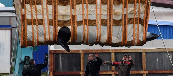 从俄滨海边疆区“鲸鱼监狱”放生的八头白鲸组成一群 - 俄罗斯卫星通讯社