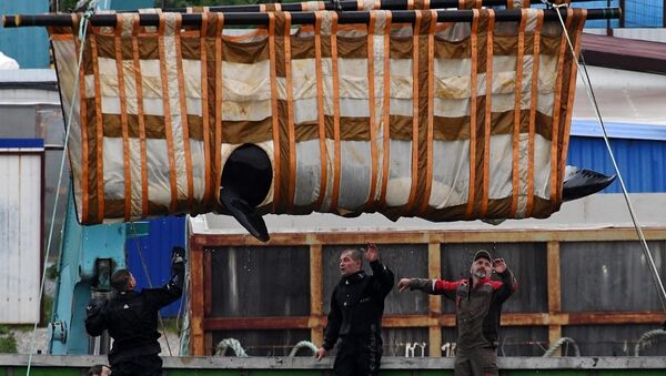 全俄渔业和海洋研究所：第三批“鲸鱼监狱”三只虎鲸将运往放归地 - 俄罗斯卫星通讯社
