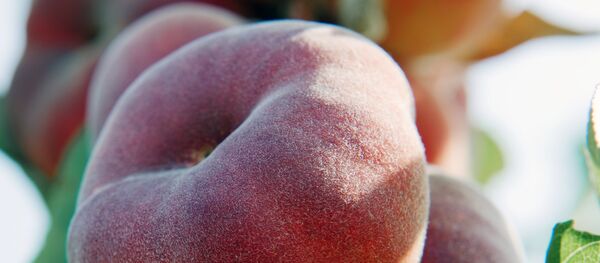 桃子 - 俄罗斯卫星通讯社