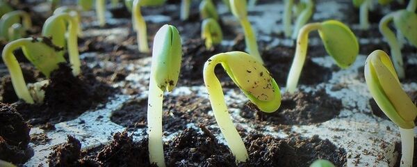 CRISPR基因組編輯技術能否“養活”中國？ - 俄羅斯衛星通訊社