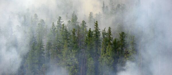 Ликвидация пожаров в Красноярском крае - 俄羅斯衛星通訊社