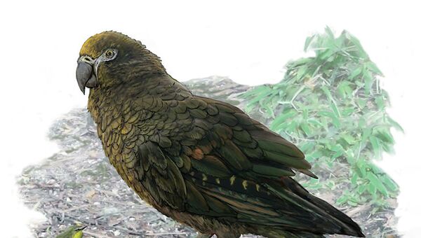 古生物学家在新西兰发现巨型鹦鹉遗骸 - 俄罗斯卫星通讯社