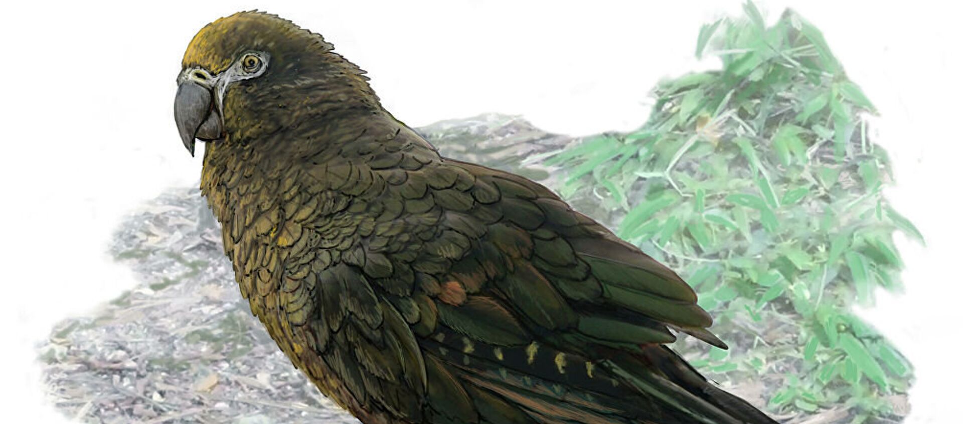 古生物学家在新西兰发现巨型鹦鹉遗骸 - 俄罗斯卫星通讯社, 1920, 07.08.2019