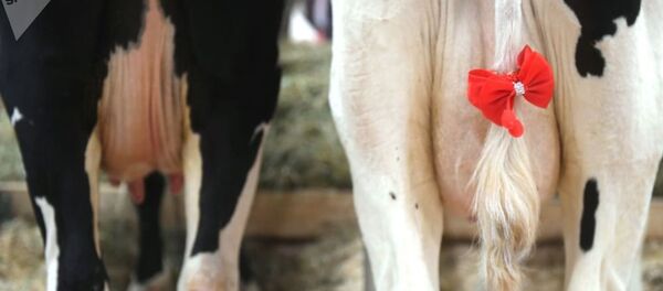 农场主另类求婚创意遭网友抨击 - 俄罗斯卫星通讯社