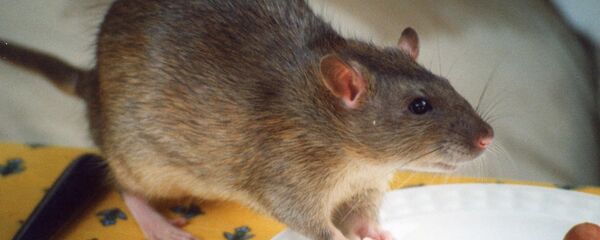 Крыса - 俄羅斯衛星通訊社