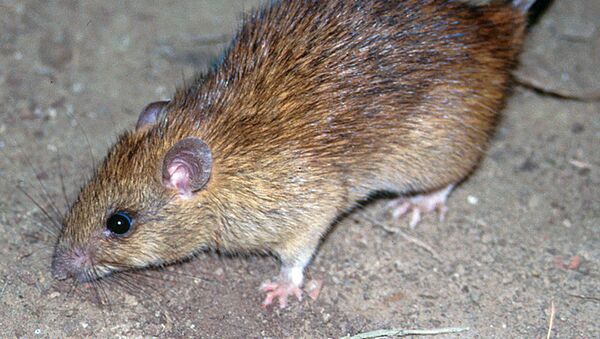 Крыса - 俄羅斯衛星通訊社