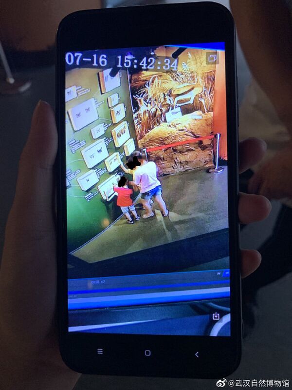 武汉自然历史博物馆今年7月就在微博上发布了两张照片,从中可以看到几名小朋友把装着蝴蝶标本的玻璃展盒从墙上扯下来,并撕扯掉翅膀。 武汉自然历史博物馆今年7月就在微博上发布了两张照片,从中可以看到几名小朋友把装着蝴蝶标本的玻璃展盒从墙上扯下来,并撕扯掉翅膀。 - 俄罗斯卫星通讯社