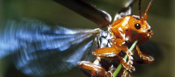 昆虫脑导弹:战争的理想武器 昆虫脑导弹:战争的理想武器 - 俄罗斯卫星通讯社