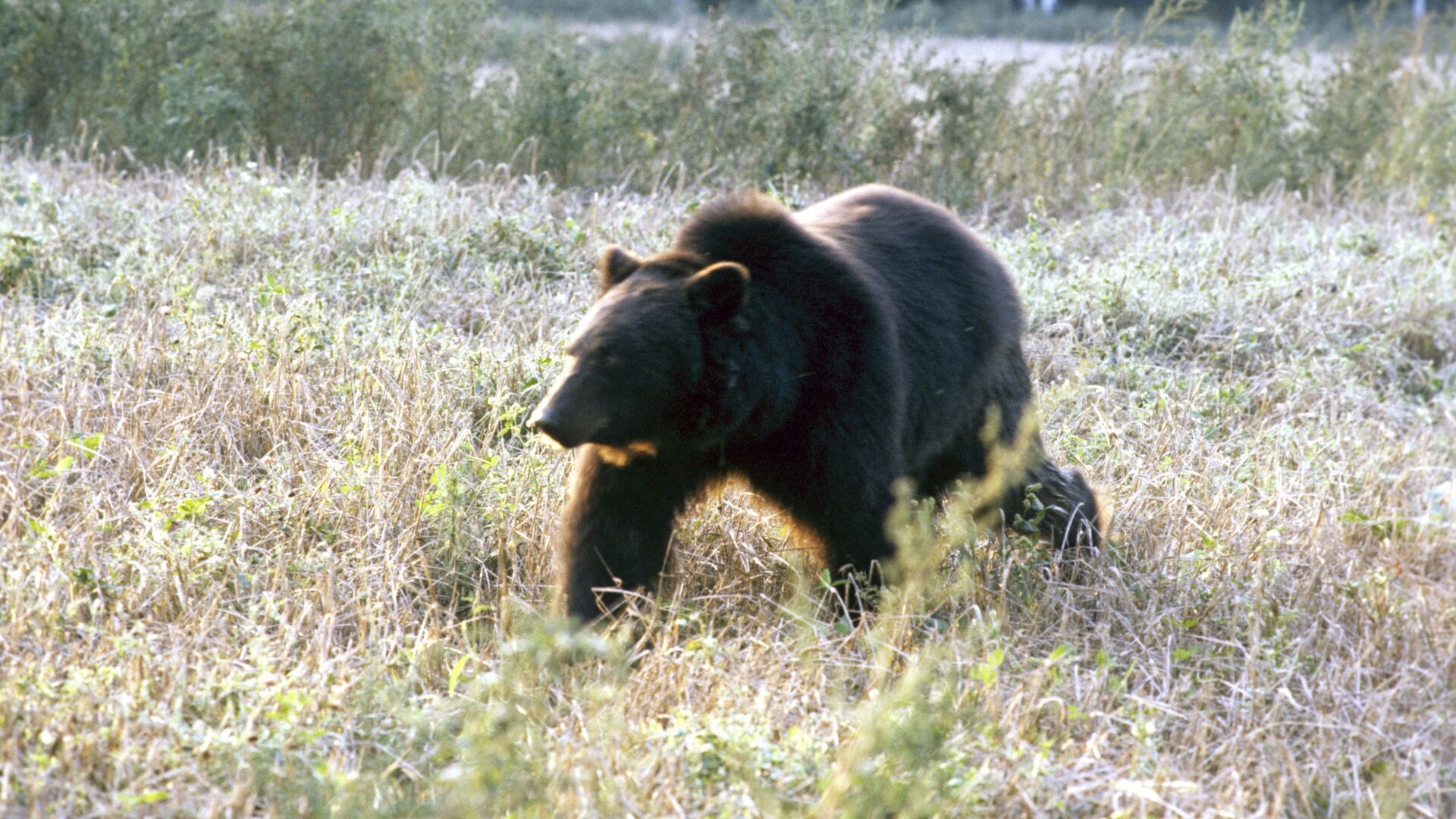Бурый медведь - 俄羅斯衛星通訊社, 1920, 22.09.2021