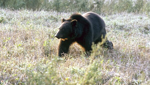美国一头熊从一家人门前偷走20公斤狗粮 - 俄罗斯卫星通讯社
