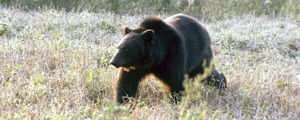 堪察加一条旅游路线被70头饿熊封锁 堪察加一条旅游路线被70头饿熊封锁 - 俄罗斯卫星通讯社