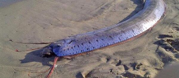 皇带鱼首次游到俄罗斯海岸 皇带鱼首次游到俄罗斯海岸 - 俄罗斯卫星通讯社