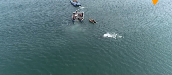 俄 “鲸鱼监狱” 第三批鲸鱼已放归自然 - 俄罗斯卫星通讯社