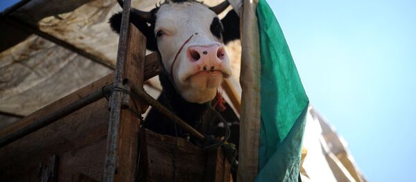 Бык на ярмарке в Стамбуле, Турция. - 俄羅斯衛星通訊社