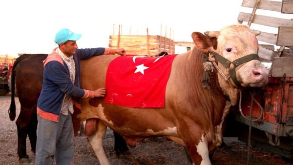 土耳其的一头牛被起名为S-400 - 俄罗斯卫星通讯社