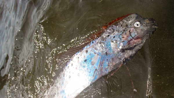 科学家说明了俄罗斯海岸边出现皇带鱼的原因 - 俄罗斯卫星通讯社