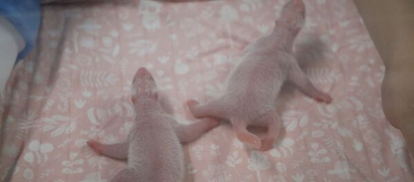 两只熊猫宝宝在比利时动物园降生 - 俄罗斯卫星通讯社