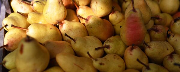 梨 - 俄罗斯卫星通讯社