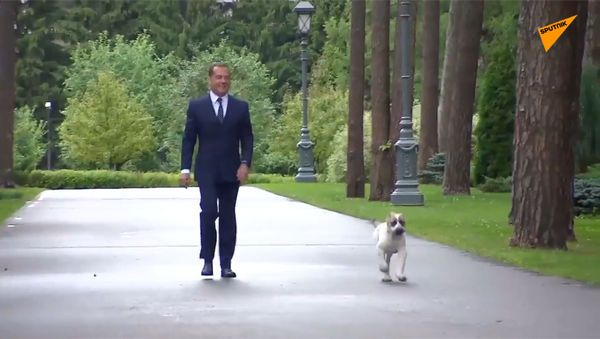 梅德韋傑夫將獲贈阿拉拜小狗養在莫斯科郊外官邸 - 俄羅斯衛星通訊社