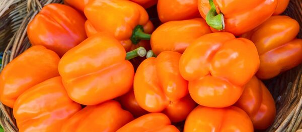 Болгарский перец - 俄罗斯卫星通讯社