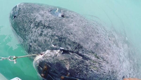 科學家發現500歲格陵蘭睡鯊 - 俄羅斯衛星通訊社