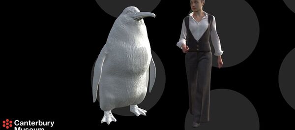 新西兰发现和人一样高的企鹅 - 俄罗斯卫星通讯社