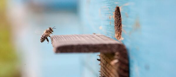 一俄罗斯人拟实验将蜂箱送往火星  - 俄罗斯卫星通讯社