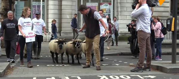 英反脱欧民间组织“赶羊上街”以示抗议 - 俄罗斯卫星通讯社